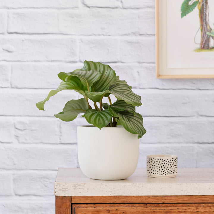 Calathea Orbifolia - Shop Online!