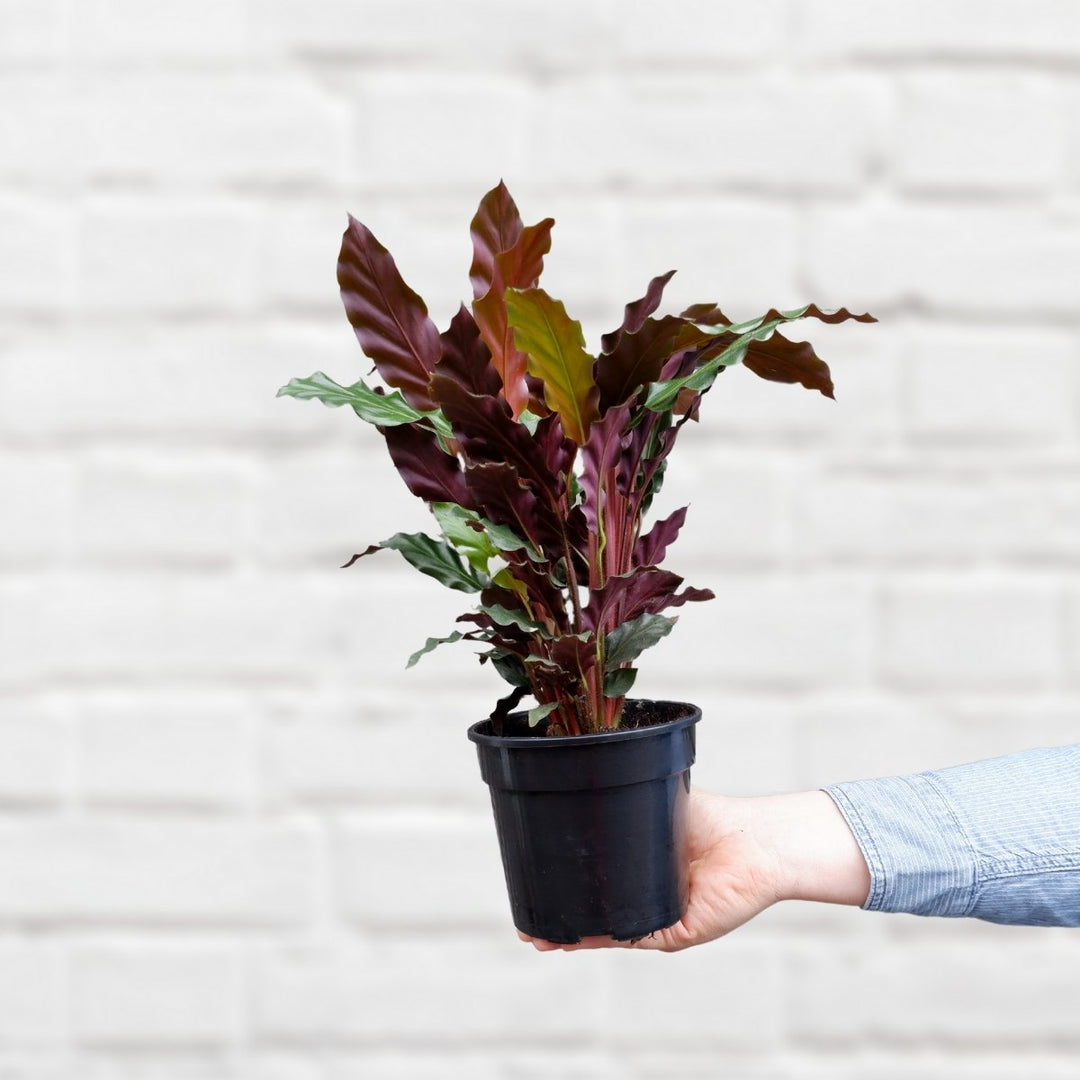 Calathea Rufibarba - Shop Online!