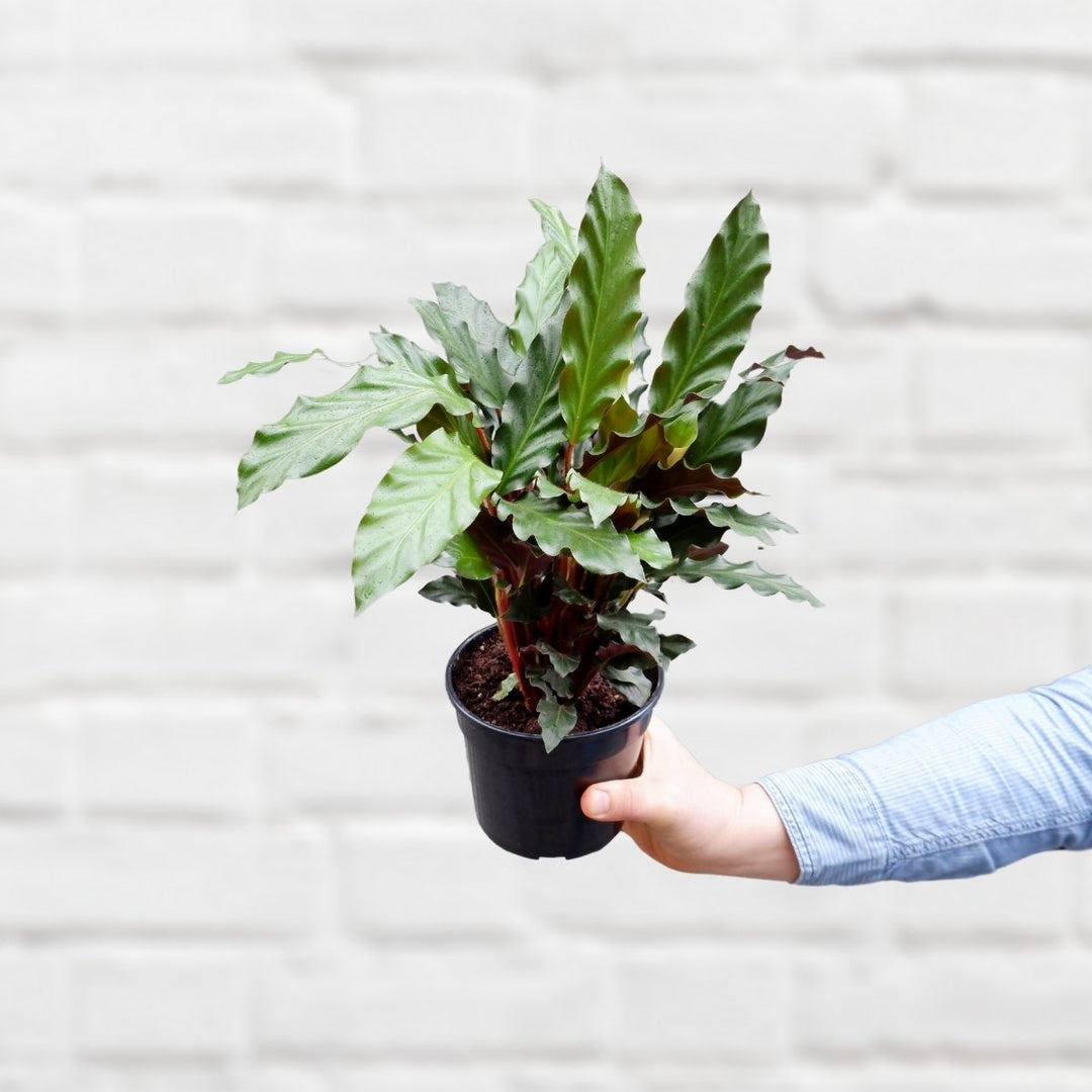 Calathea Rufibarba - Shop Online!