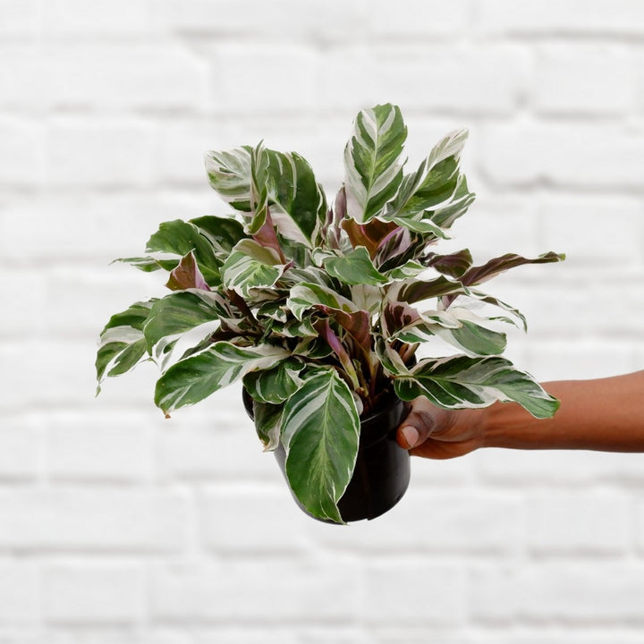 Calathea White Fusion - Shop Online!