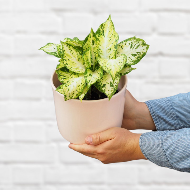 Dieffenbachia - Amy - Shop Online!