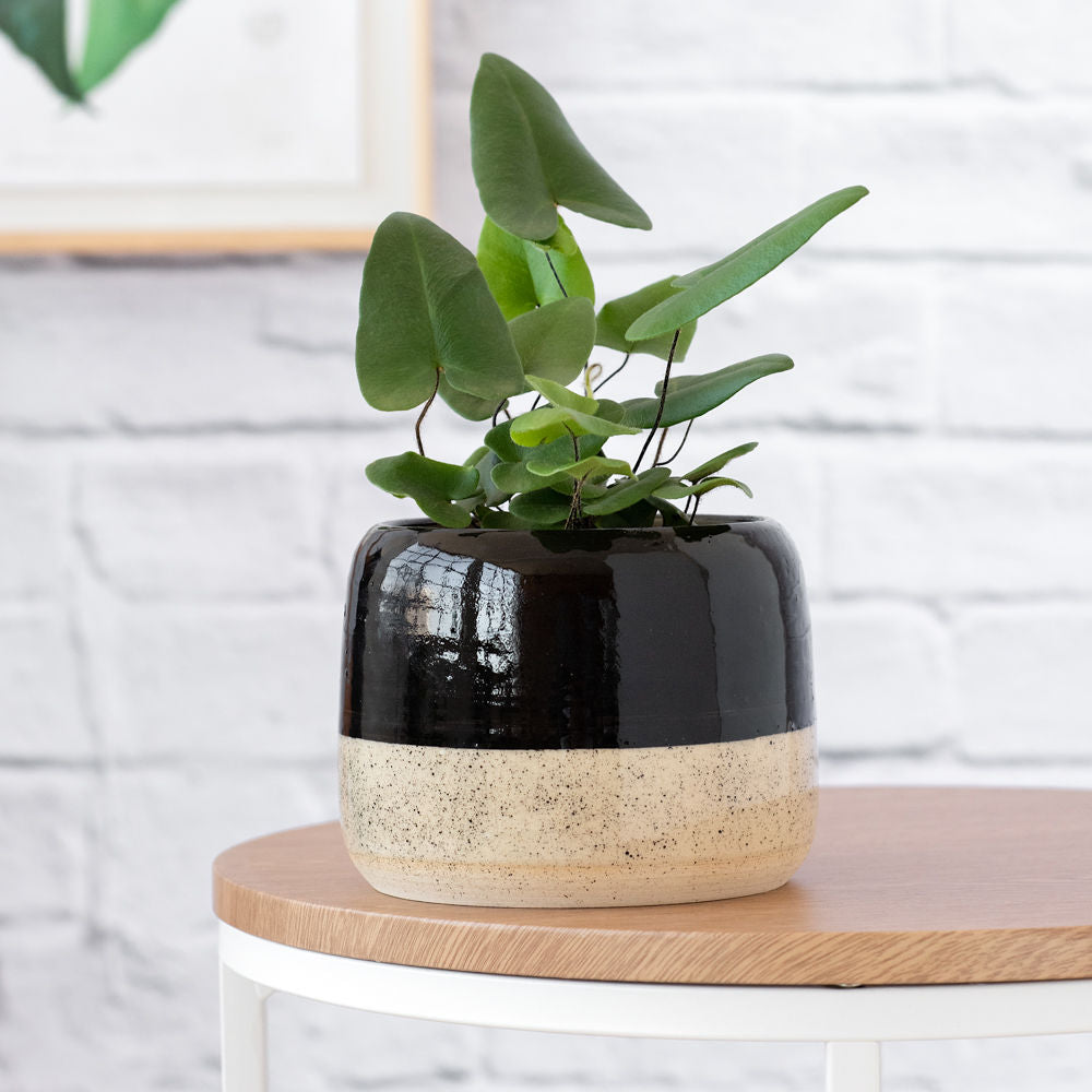 Heart Leaf Fern - Shop Online!