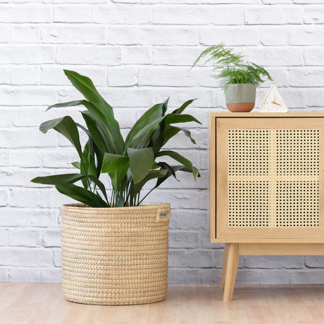 Cast Iron Plant - Extra Large - Shop Online!