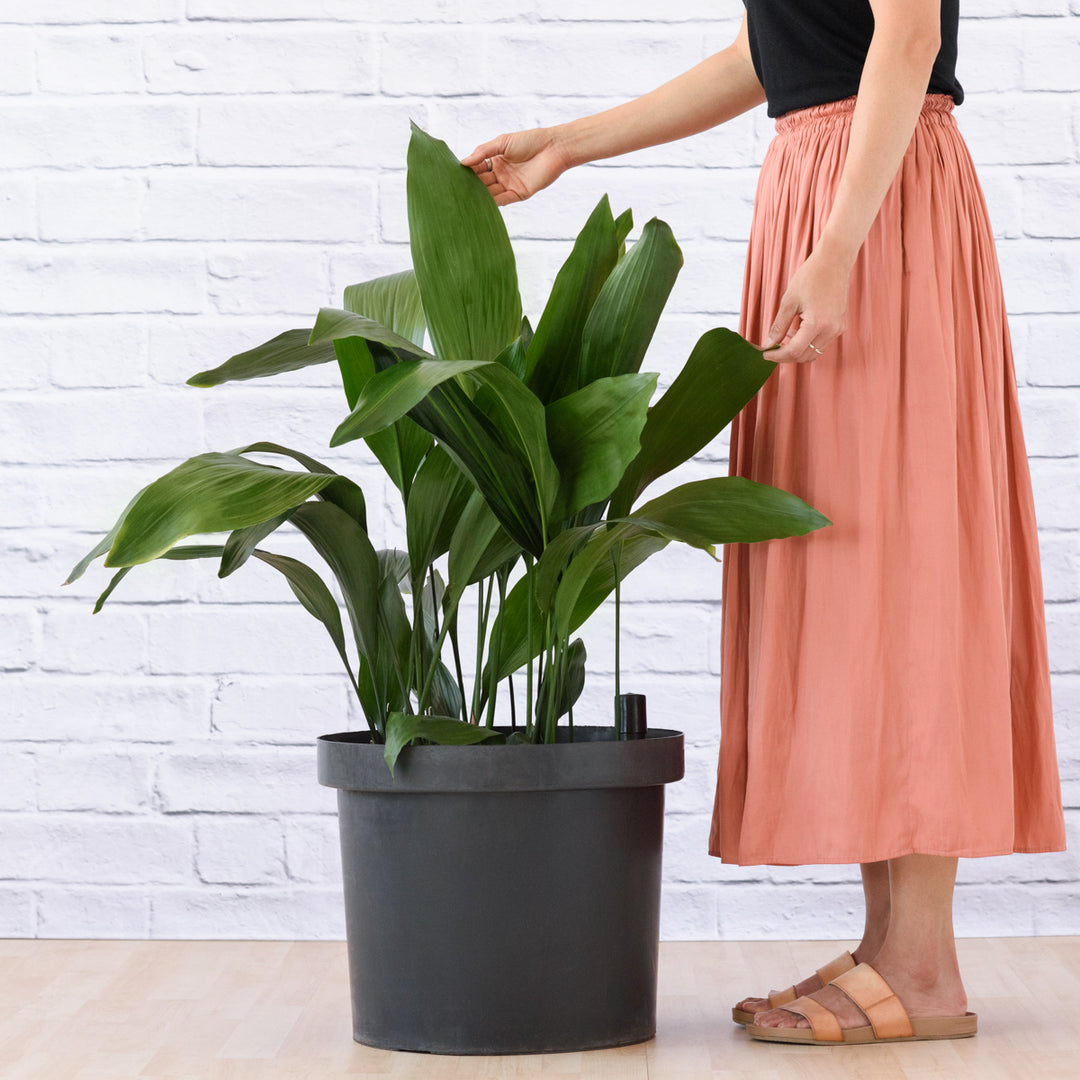 Cast Iron Plant - Extra Large - Shop Online!