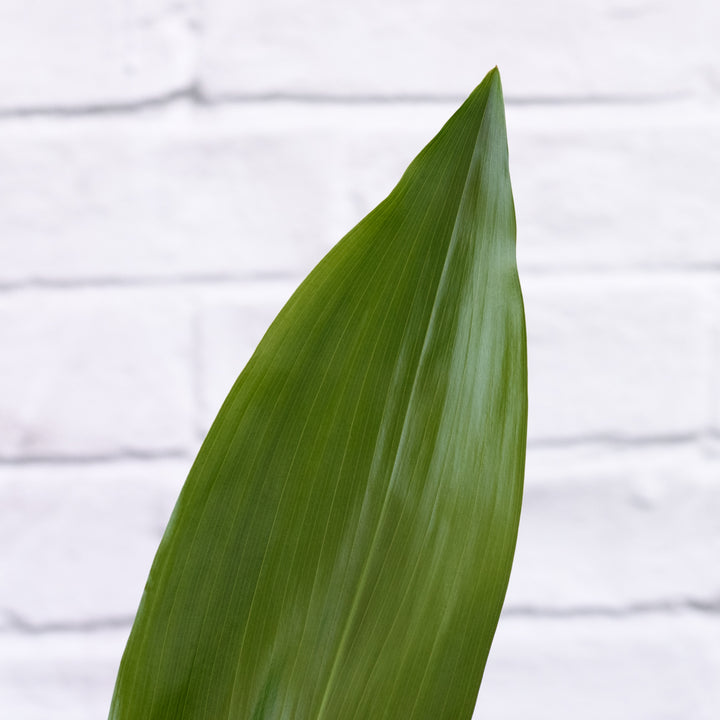 Cast Iron Plant - Extra Large - Shop Online!