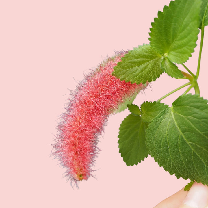 Chenille Plant - Shop Online!