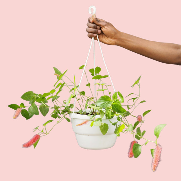 Chenille Plant - Shop Online!