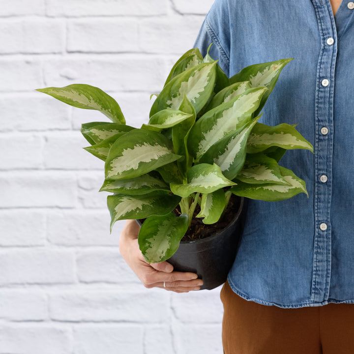 Chinese Evergreen - Pattaya Beauty - Shop Online!