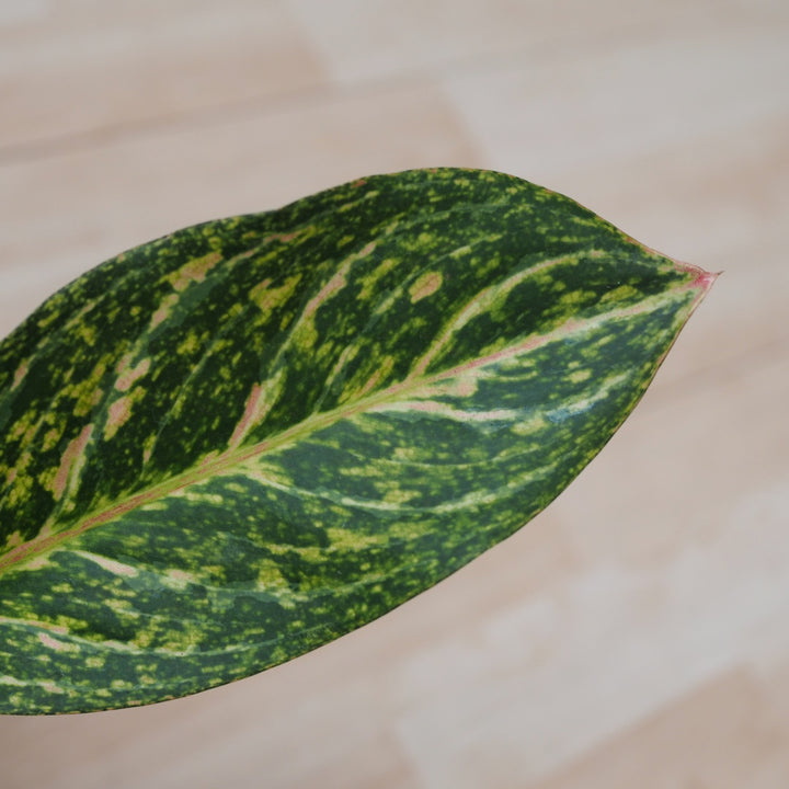 Chinese Evergreen - Pink Peacock - Shop Online!