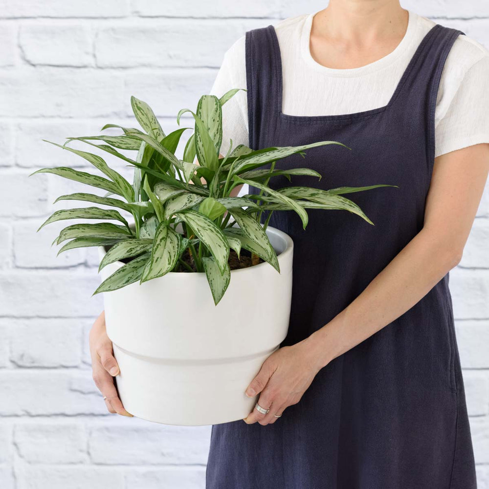 Chinese Evergreen - Silver Queen - LARGE - Shop Online!