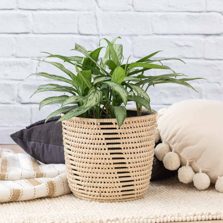 Chinese Evergreen - Silver Queen - LARGE - Shop Online!