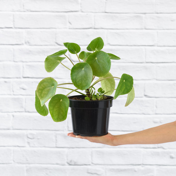 Chinese Money Plant - Shop Online!