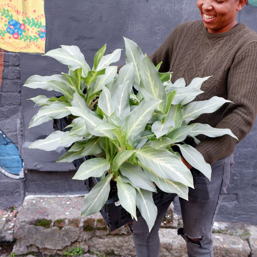 Chinese Evergreen - Ghost - Shop Online!