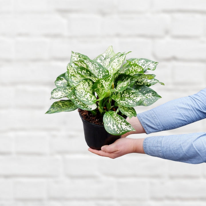 Chinese Evergreen - White Dud - Shop Online!