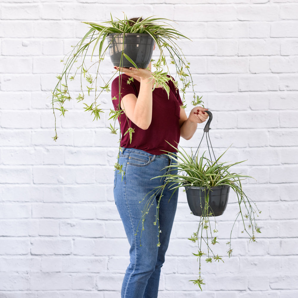 Spider Plant - Shop Online!