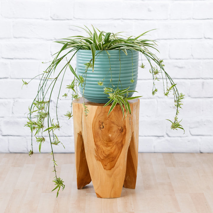 Spider Plant - Shop Online!