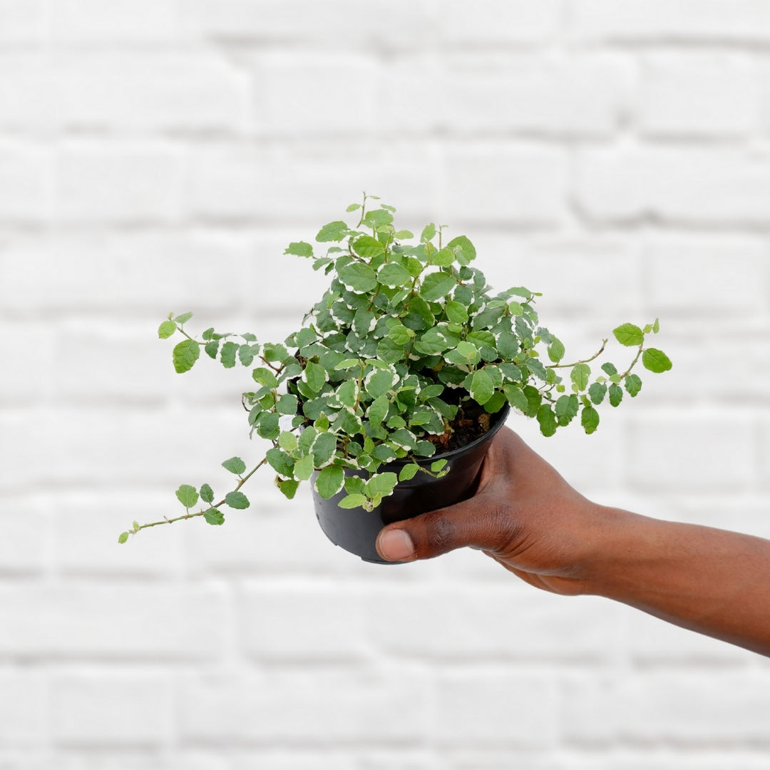 Climbing Fig - Variegated - Shop Online!