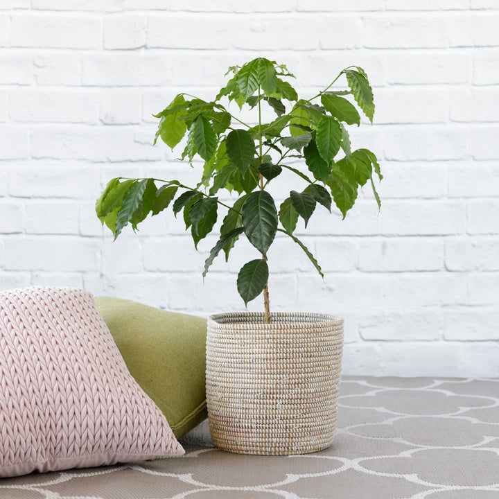Coffee Tree - Shop Online!
