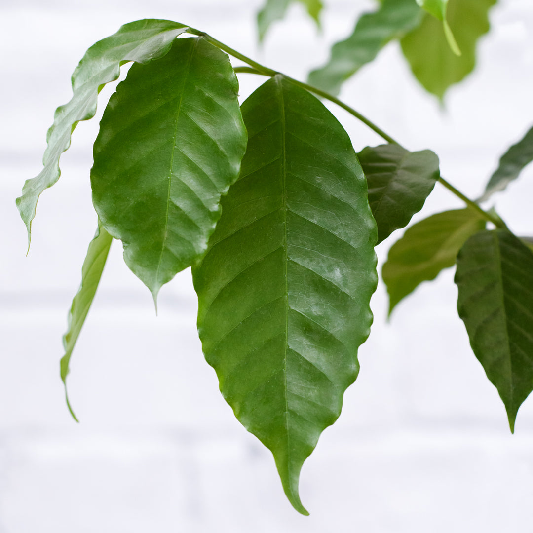 Coffee Tree - Shop Online!