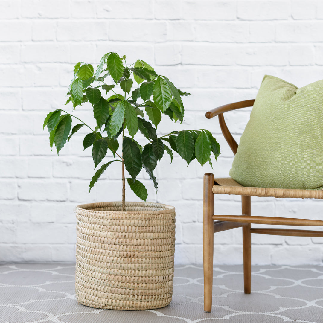 Coffee Tree - Shop Online!