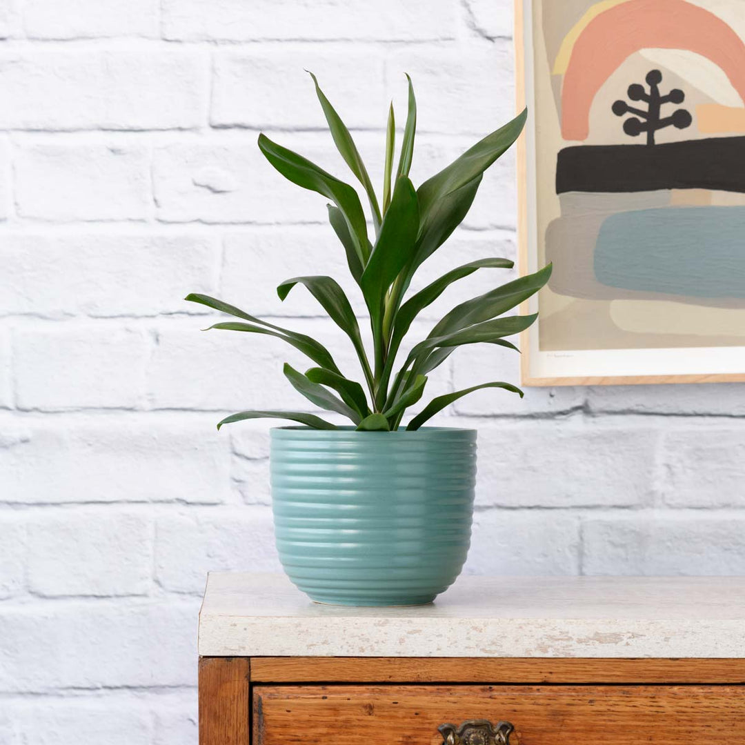 Cordyline Glauca - Shop Online!