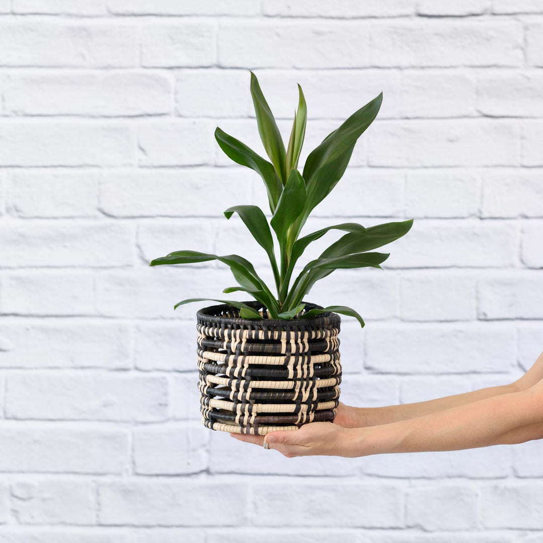 Cordyline Glauca - Shop Online!