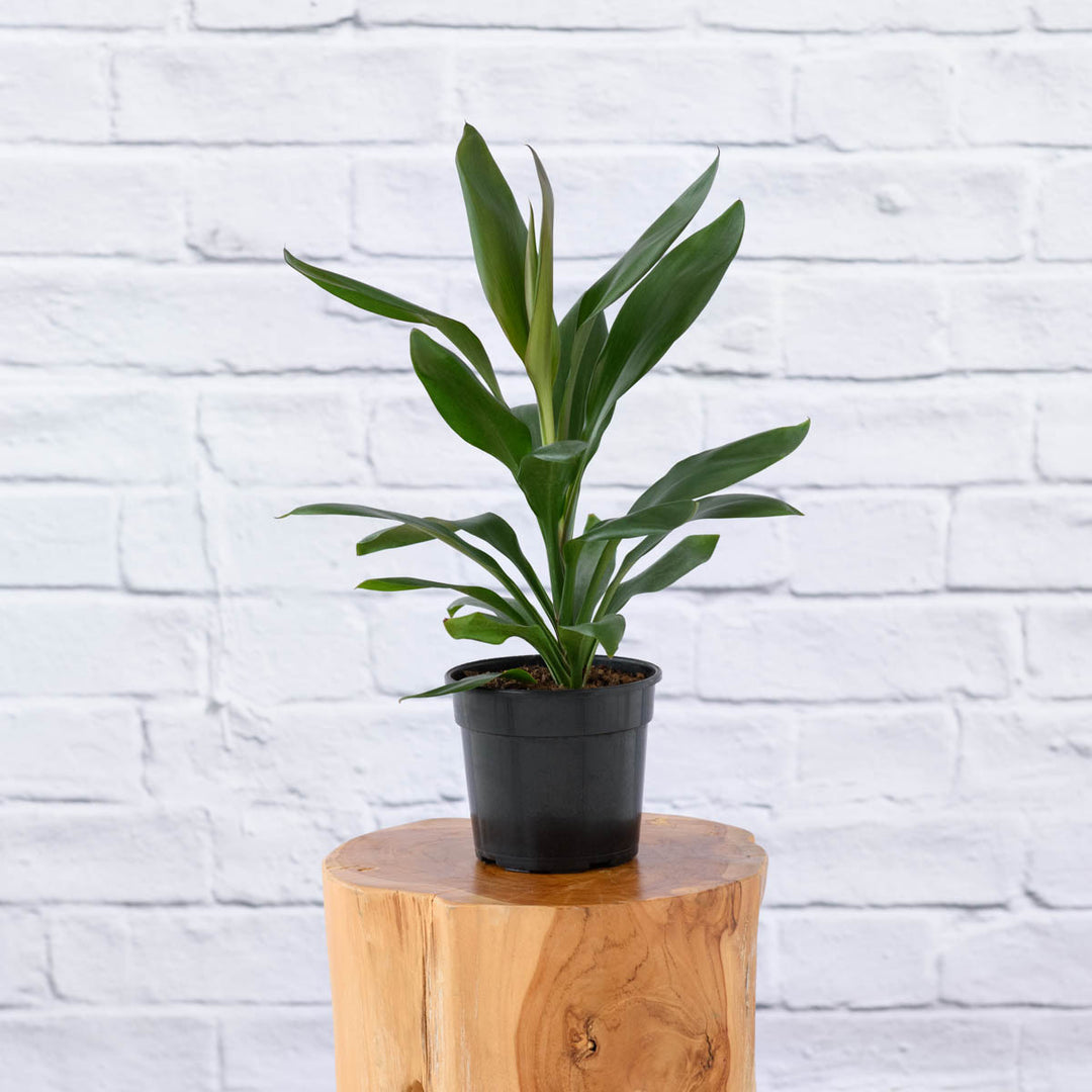 Cordyline Glauca - Shop Online!