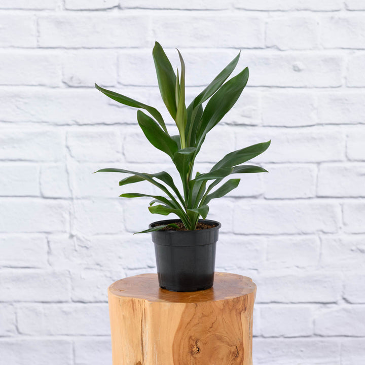 Cordyline Glauca - Shop Online!