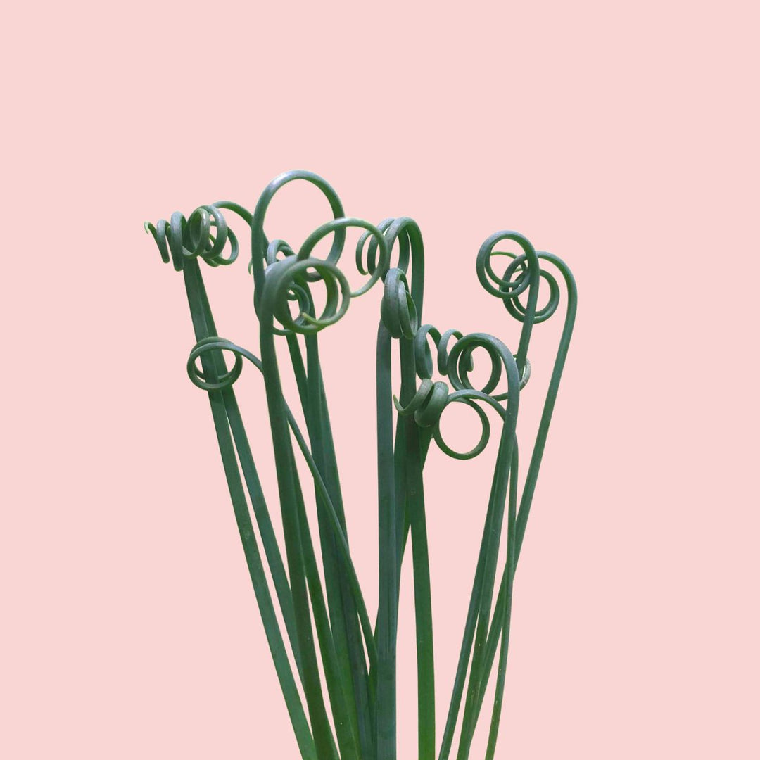 Corkscrew Albuca - Fizzle Sizzle - Shop Online!