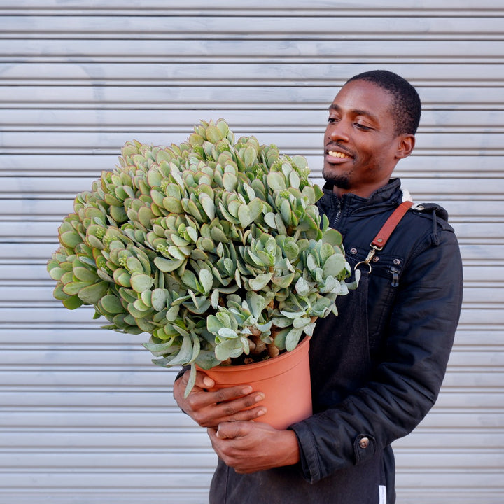 Crassula - Blue Hale - Shop Online!