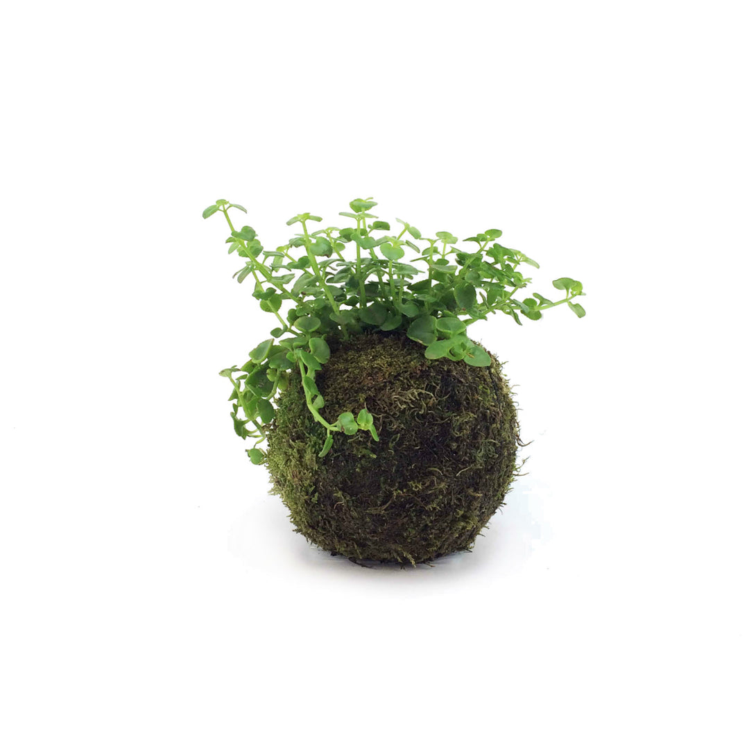 Dainty Crassula Mossball - Shop Online!