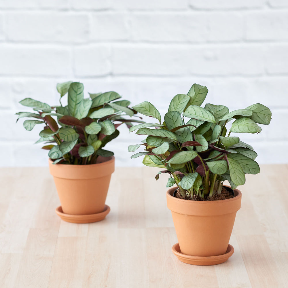 Ctenanthe Amagris - Shop Online!