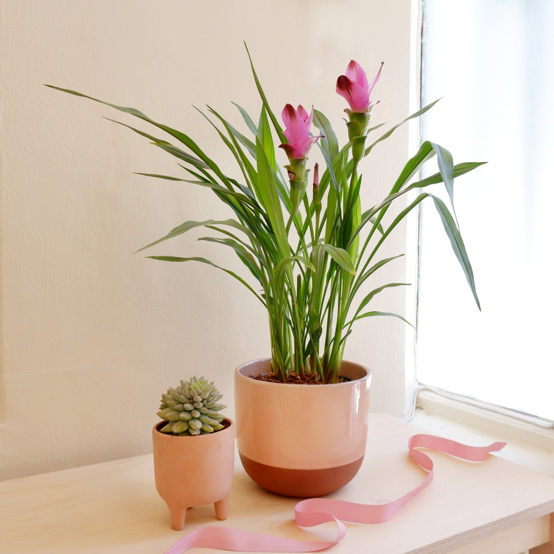 Siam Tulip - Purple - Shop Online!