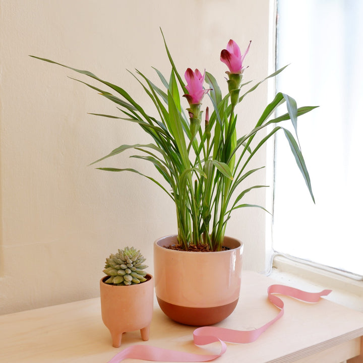 Siam Tulip - Purple - Shop Online!