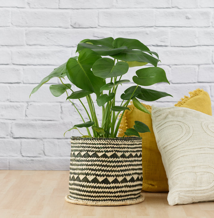 Delicious Monster - LARGE - Shop Online!