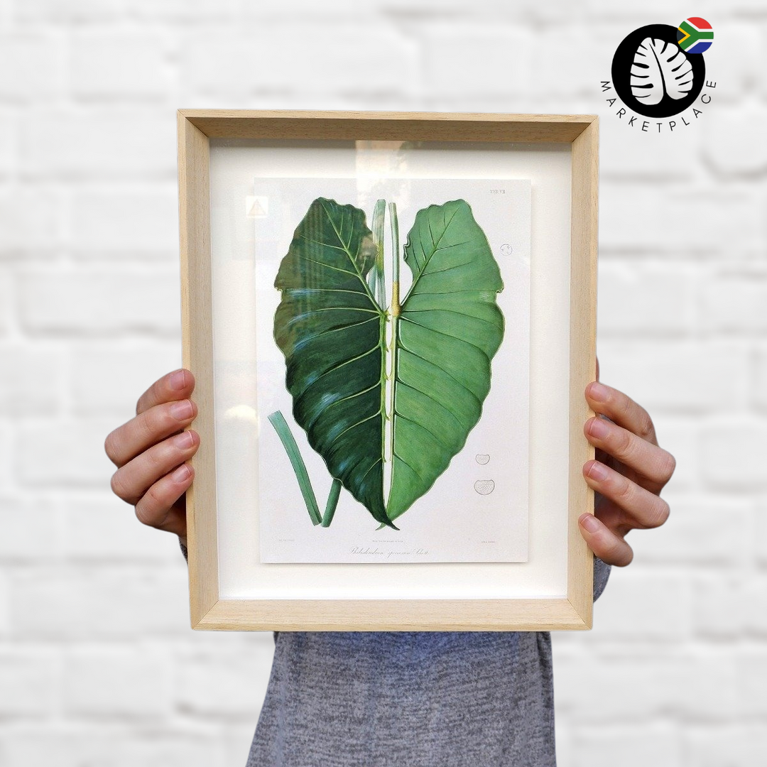 Framed Print - Philodendron Leaf - Shop Online!