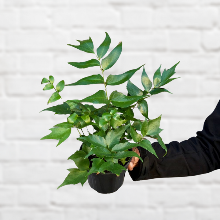 Japanese Holly Fern - Shop Online!