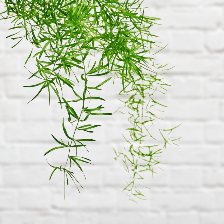 Asparagus Fern - Shop Online!