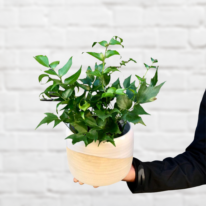 Japanese Holly Fern - Shop Online!