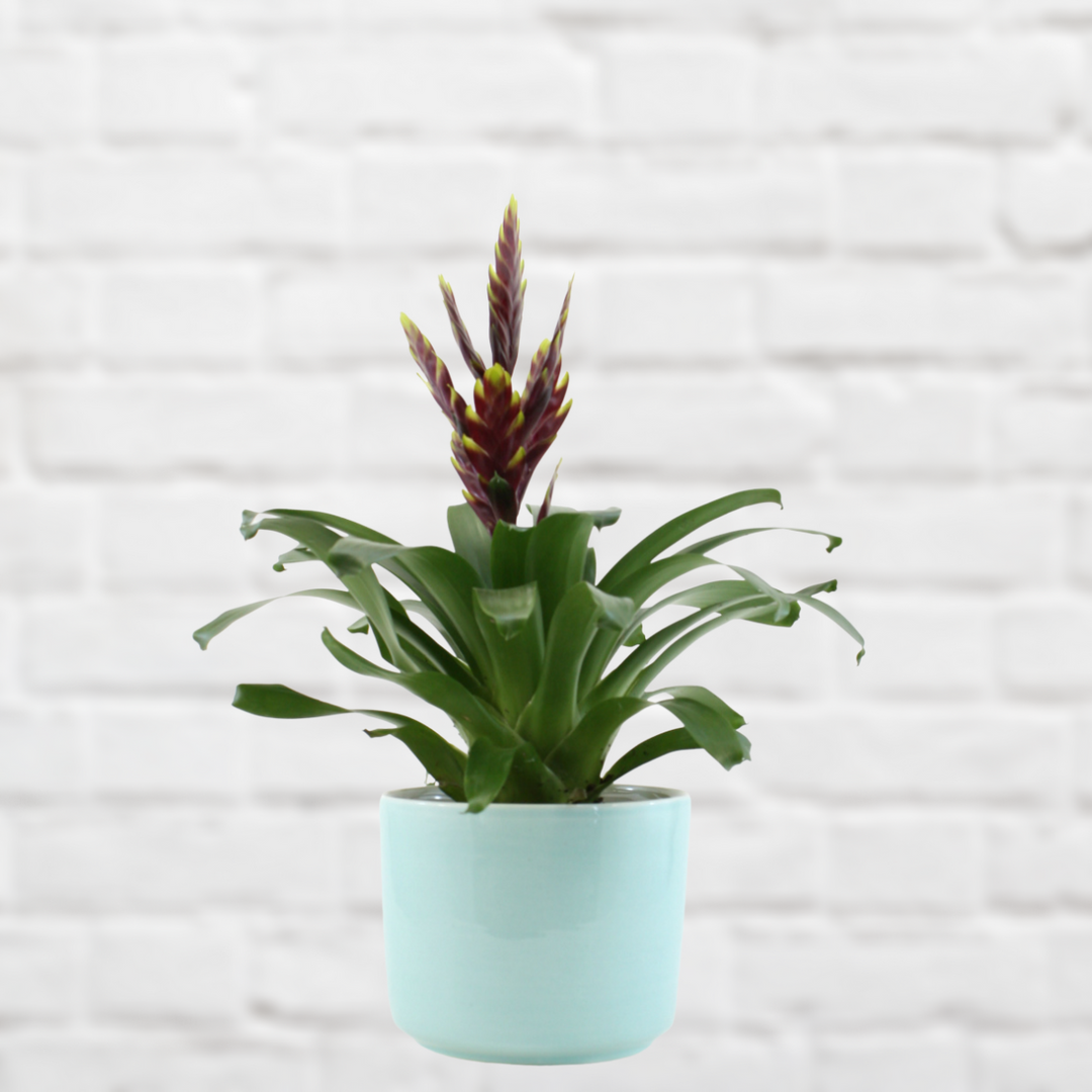 Bromeliad Vriesea - Maroon with Yellow Tips - Shop Online!