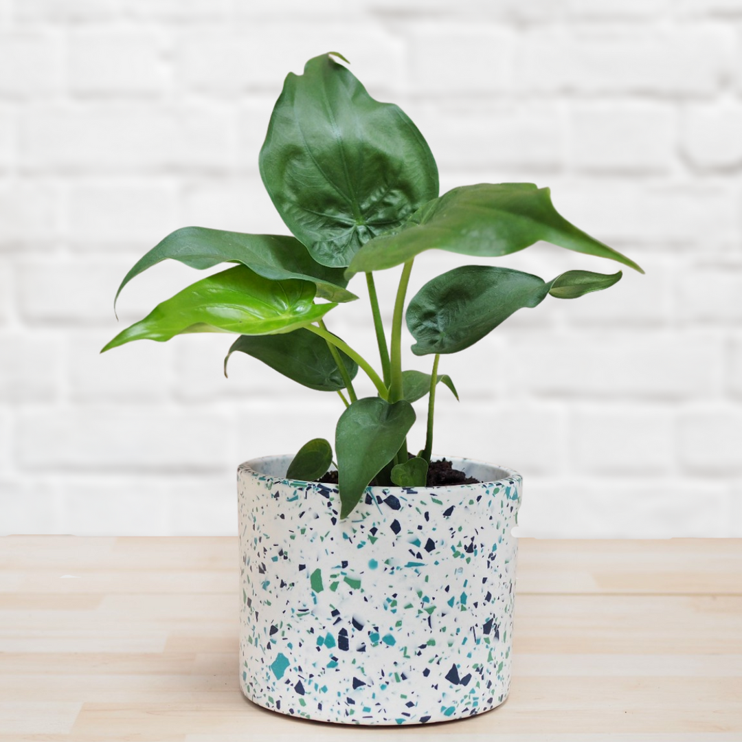 Elephants Ear - Cucullata - Shop Online!