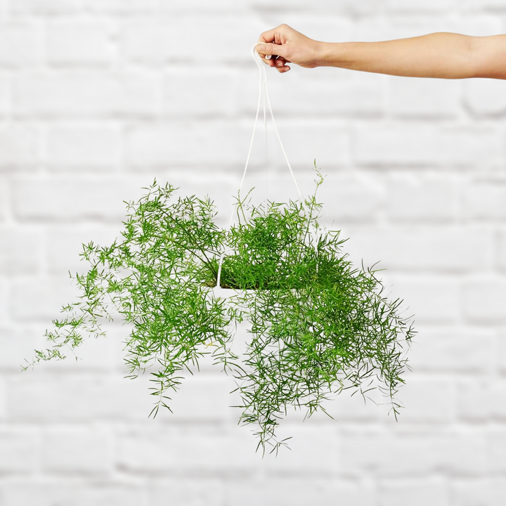Asparagus Fern - Shop Online!