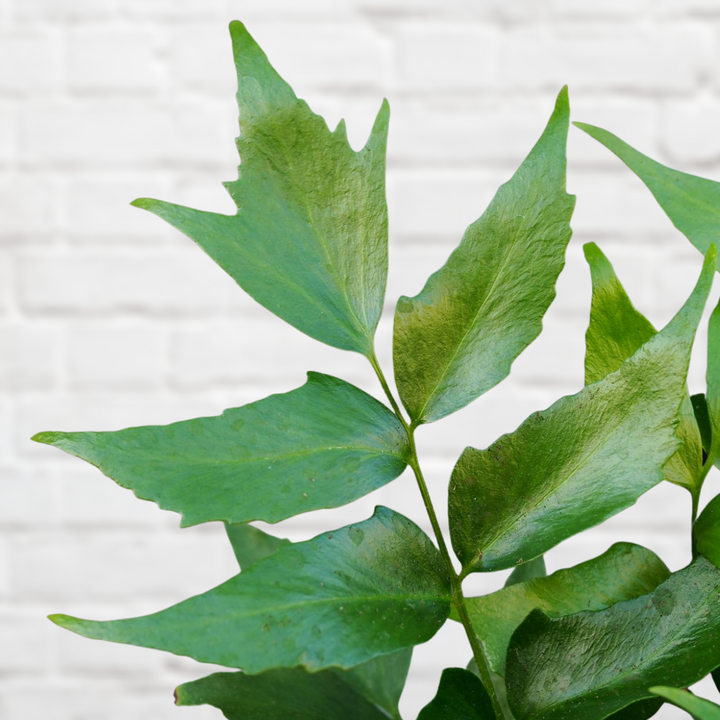 Japanese Holly Fern - Shop Online!