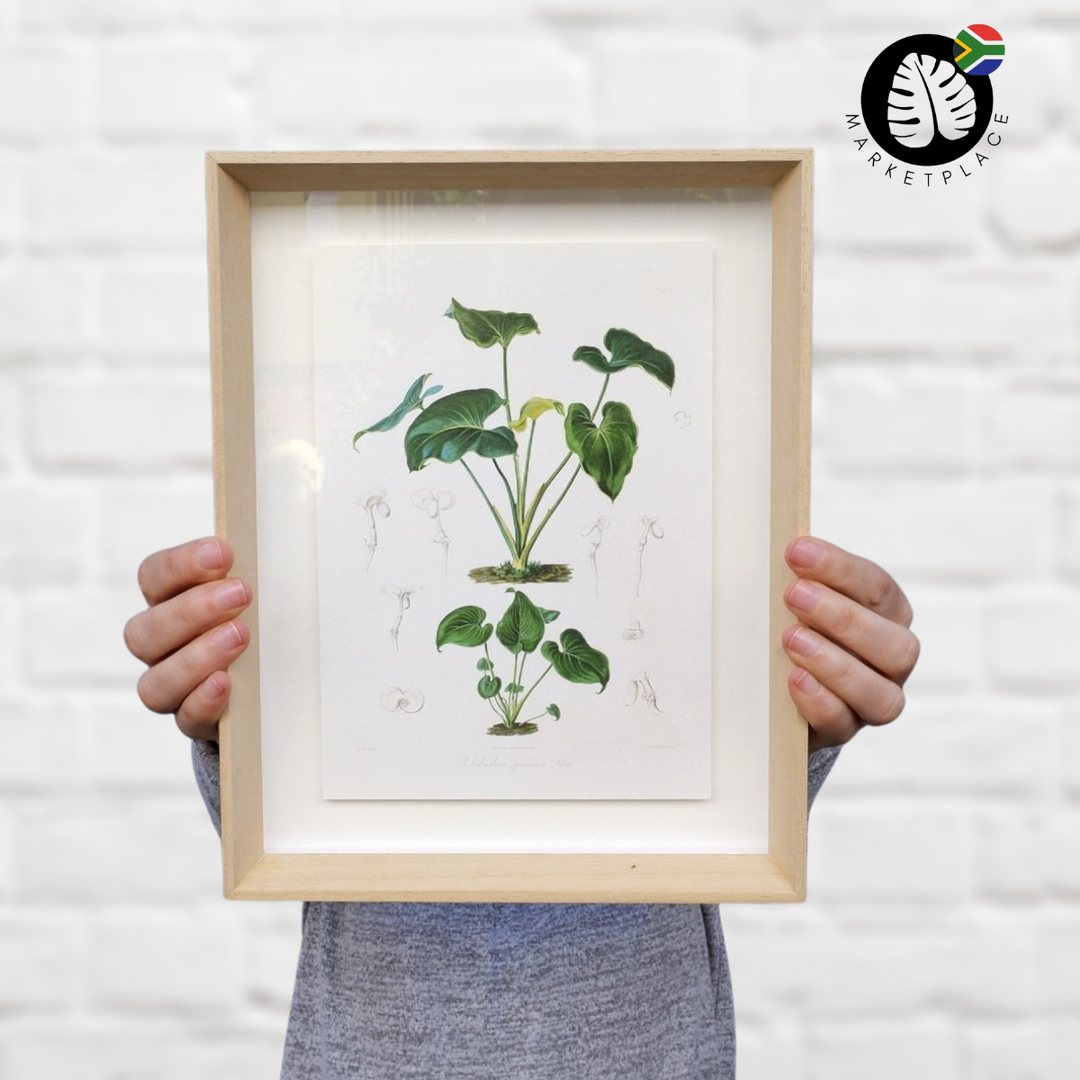 Framed Print - Philodendron Juvenile Plant - Shop Online!