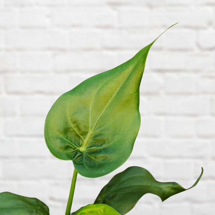 Elephants Ear - Cucullata - Shop Online!