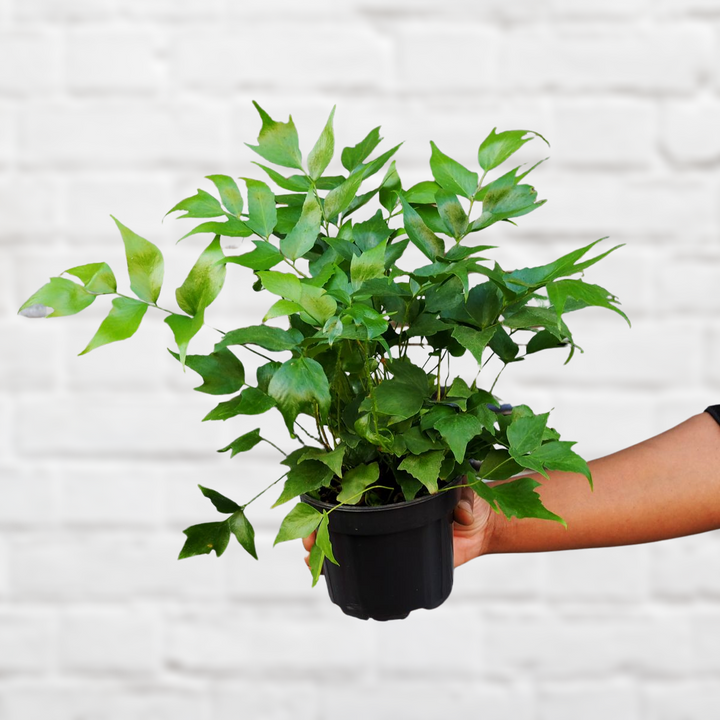 Japanese Holly Fern - Shop Online!