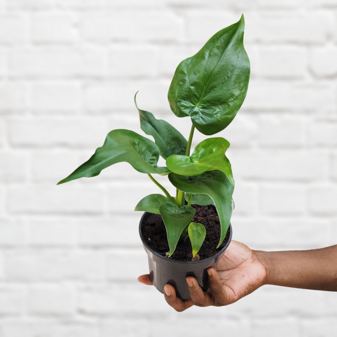 Elephants Ear - Cucullata - Shop Online!