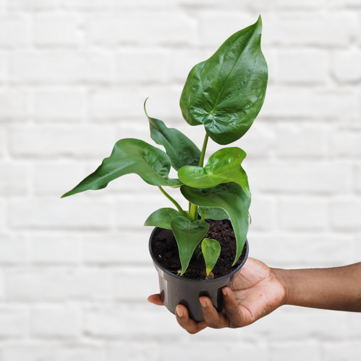 Elephants Ear - Cucullata - Shop Online!