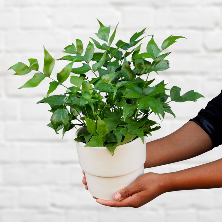 Japanese Holly Fern - Shop Online!