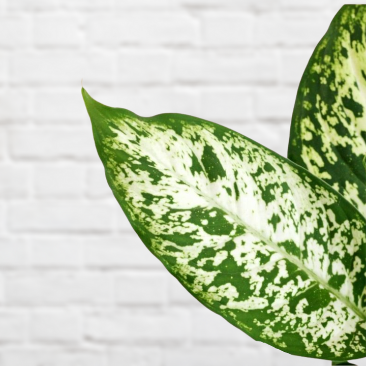 Dieffenbachia - Exotica - Shop Online!